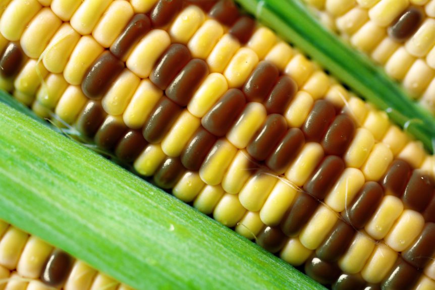 GMO corn