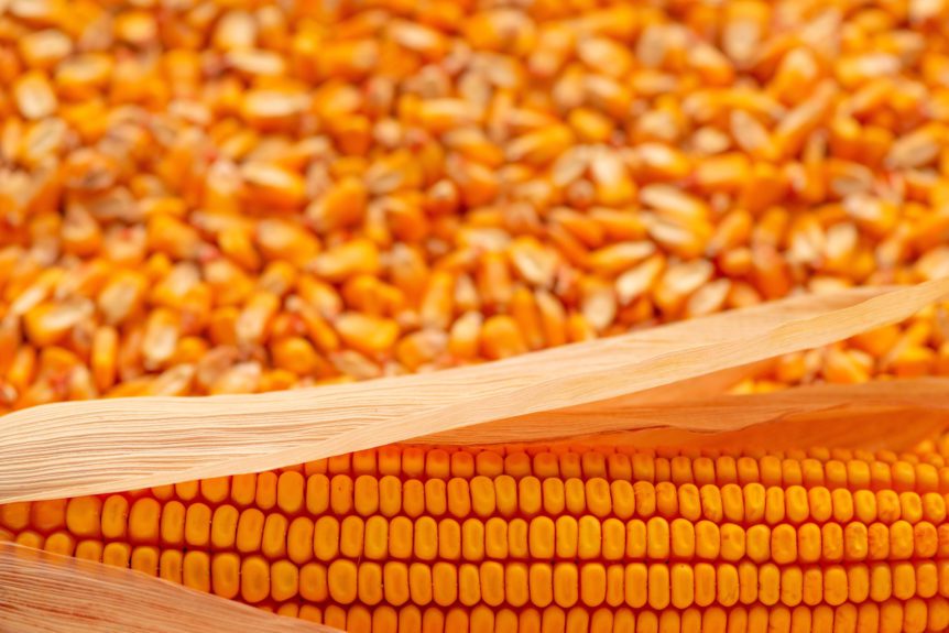 American Agriculture