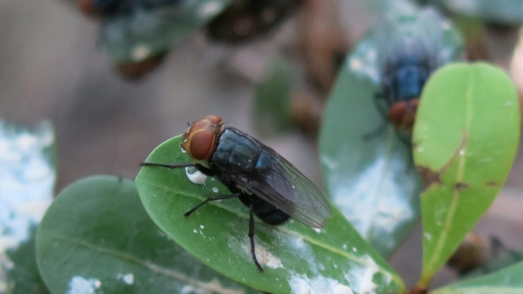 Featured image for “USDA Develops NovaFly for More Precise New World Screwworm Control”