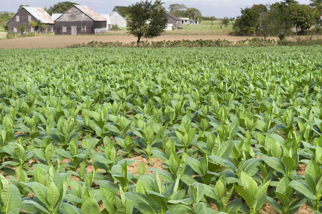 American Agriculture History