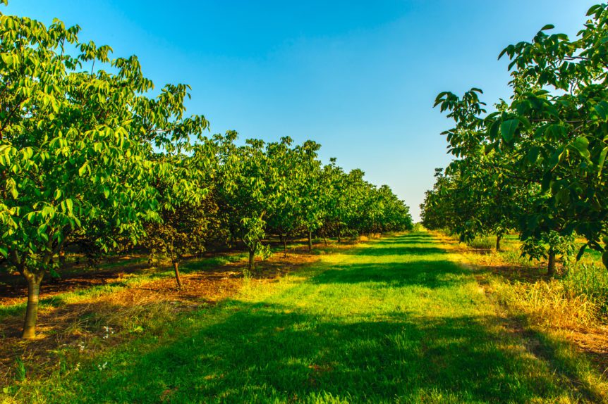 California Walnut Commission