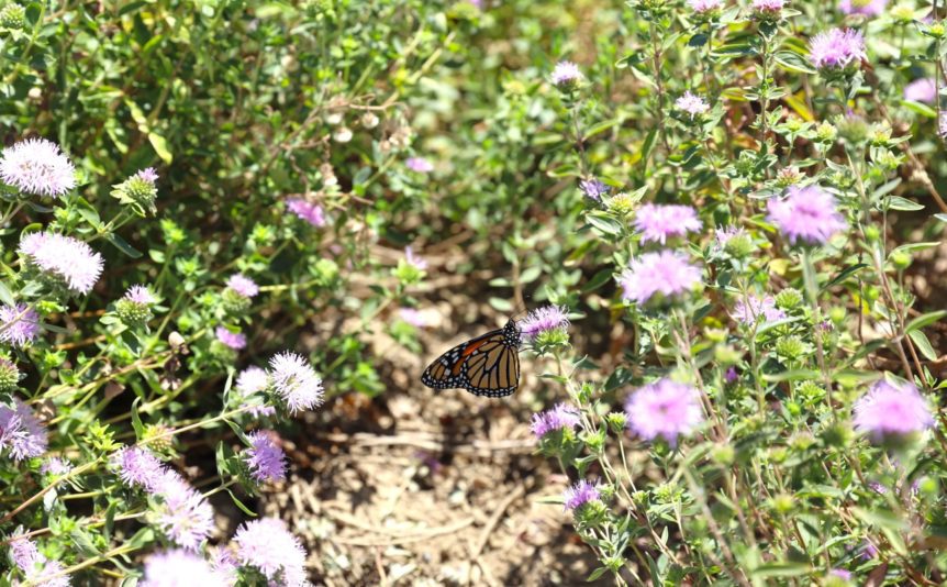 monarch butterfly