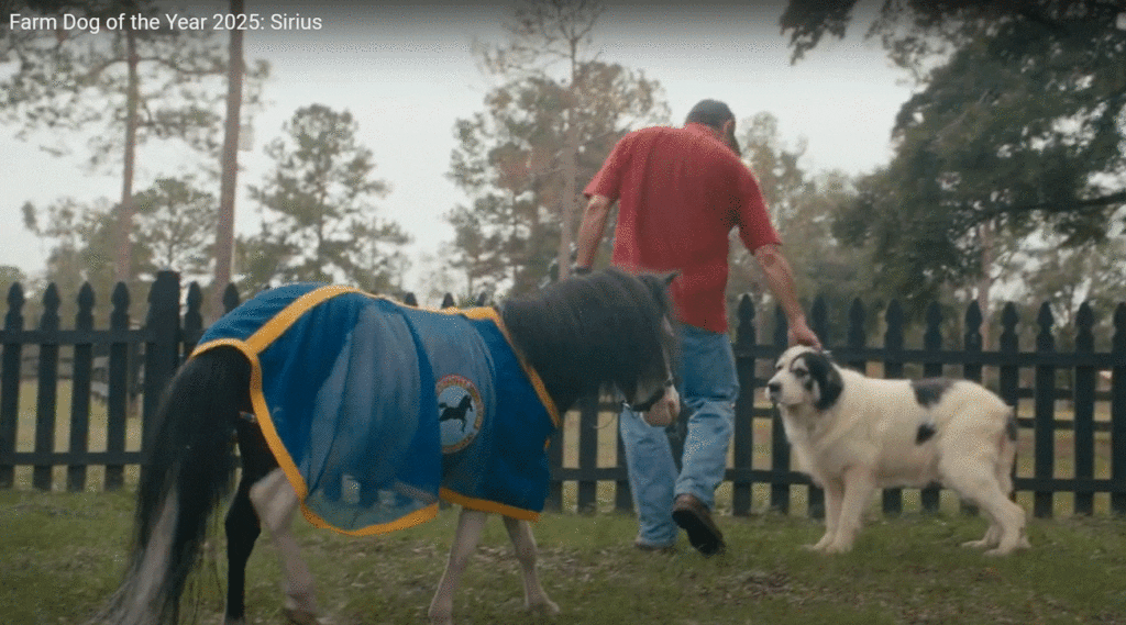 Farm Dog of the Year