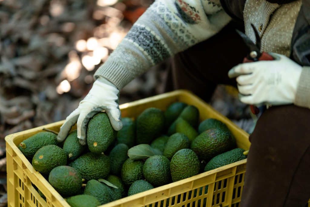 avocado harvest