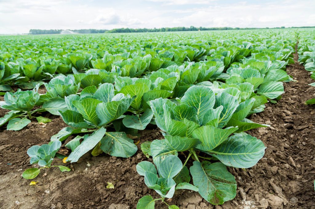 food safety certification