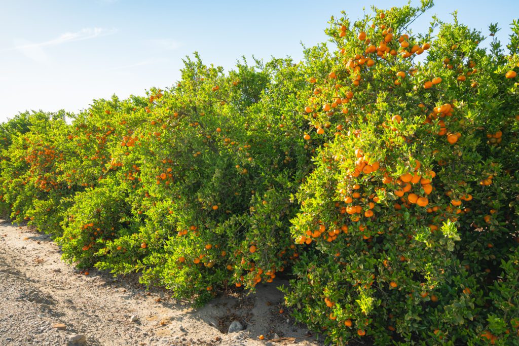citrus harvest