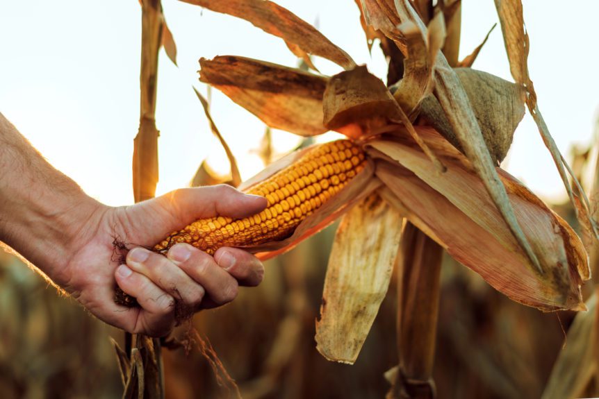 harvesting corn