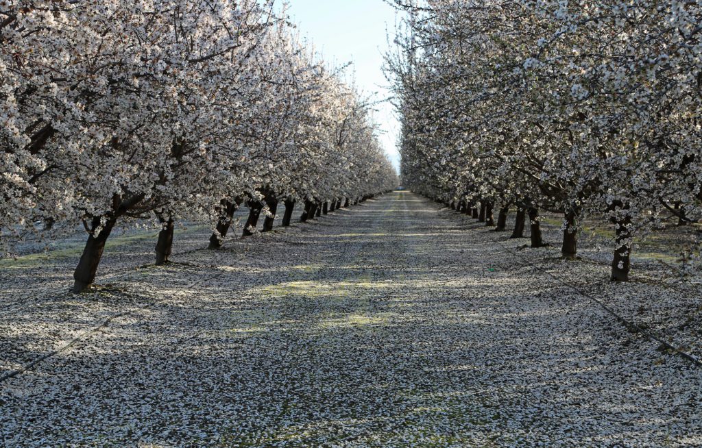 almond growers