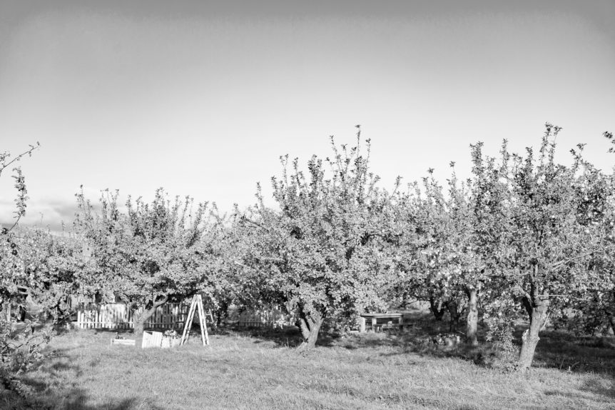 American Agriculture