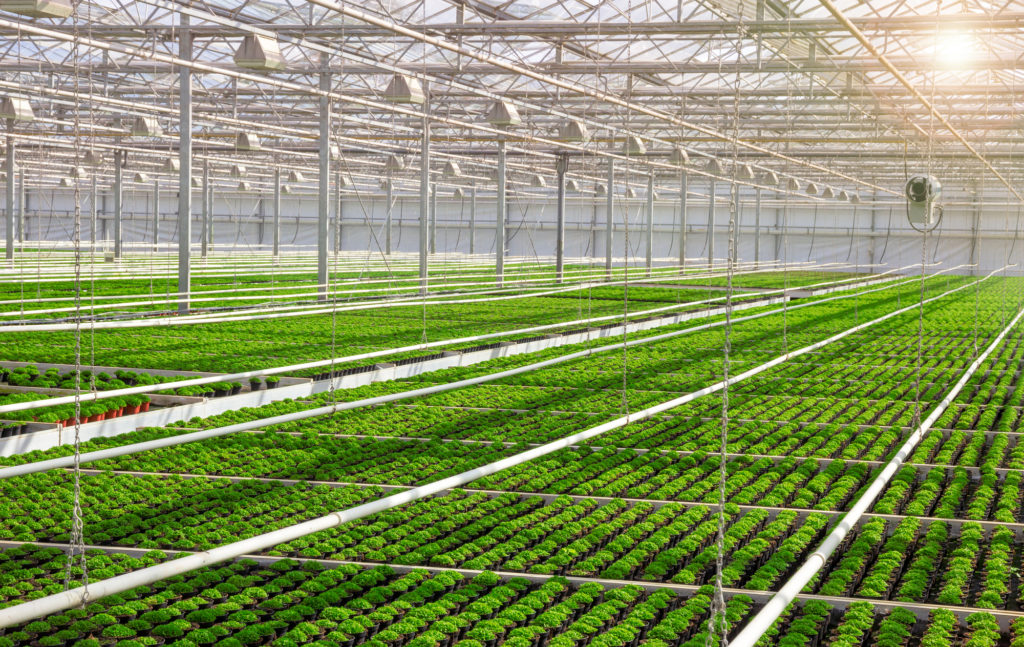 Featured image for “Retractable Roof Systems Offer Weather Protection for High-Value Crops”