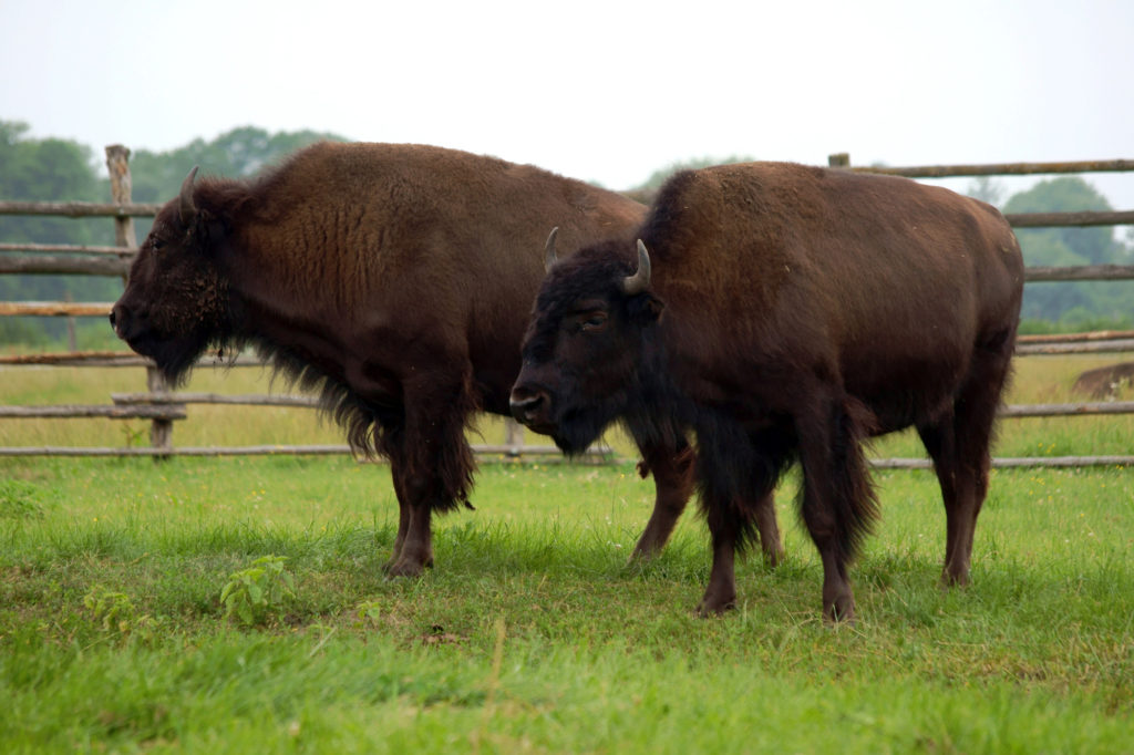 Featured image for “U.S. Bison Gain Duty-Free Access to European Union Market”