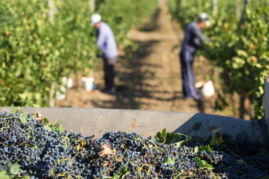 California Wine Grape Crush