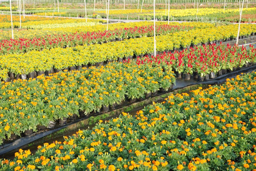 Census of Horticultural Specialties