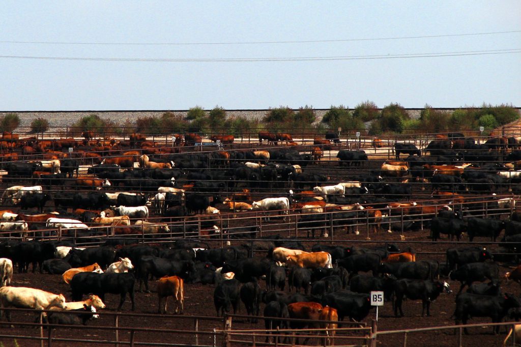 cattle on feed