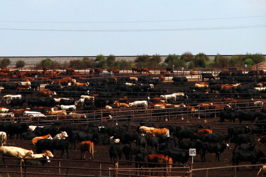 cattle on feed