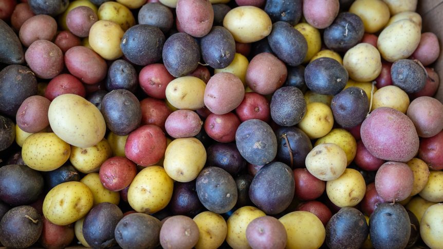 California colored potato