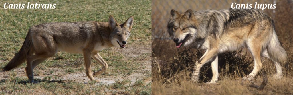 California's gray wolf