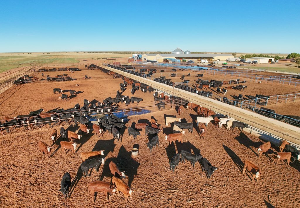 Cattle on Feed