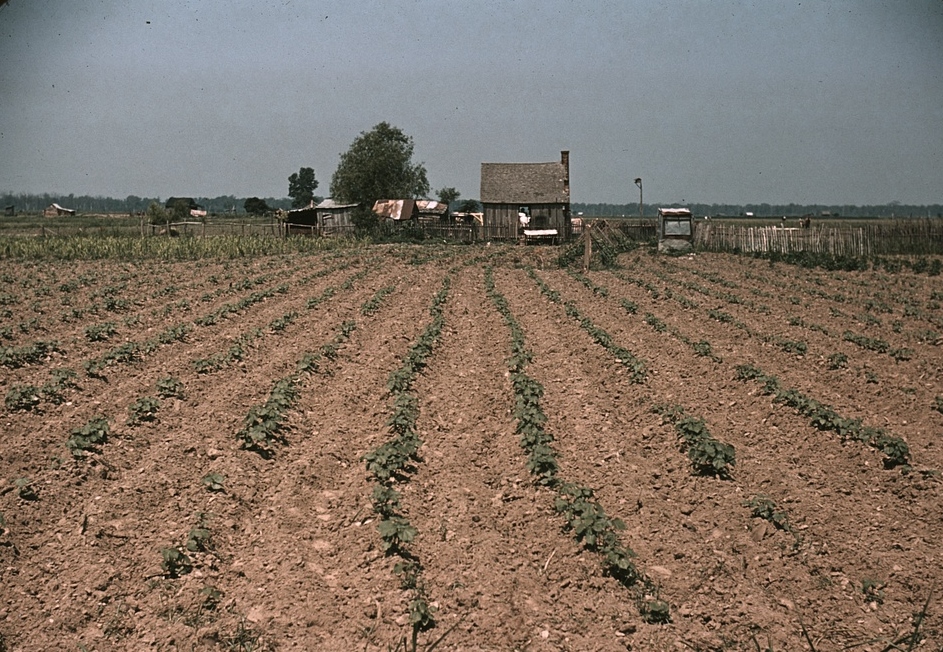 american agriculture