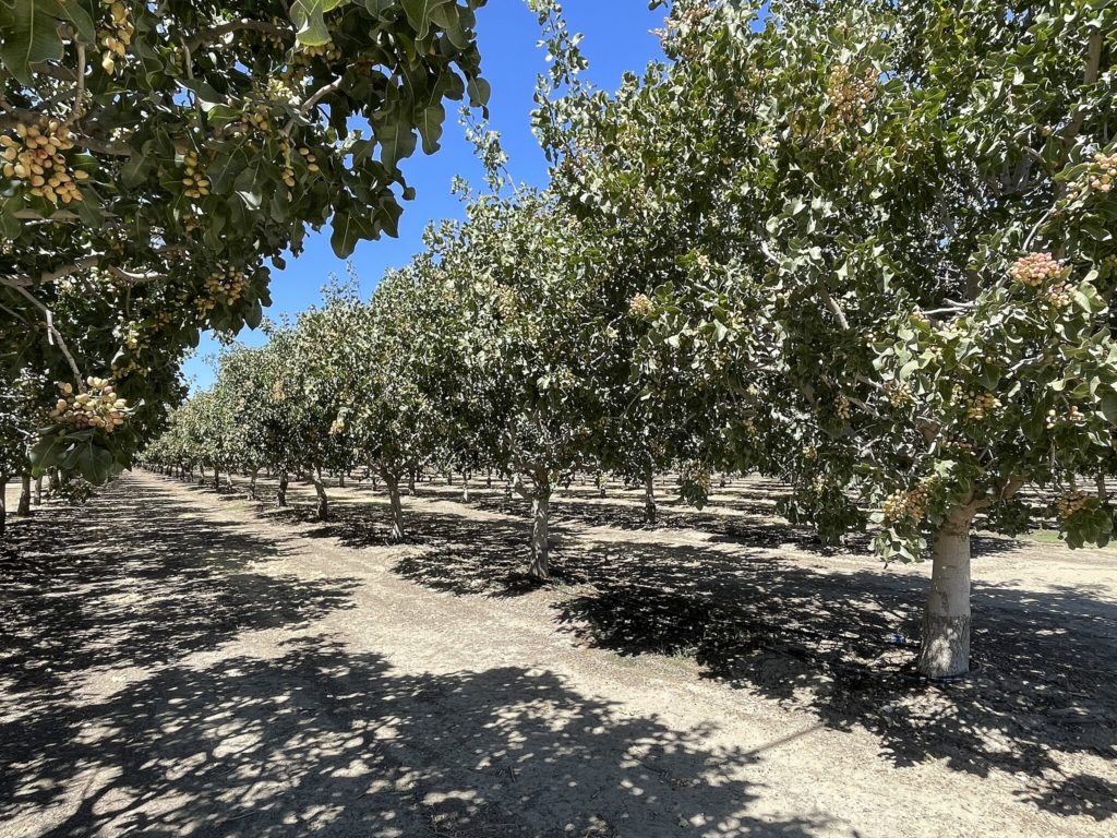 Featured image for “U.S. Pistachio Shipments Reach 1.3 Billion Pounds”