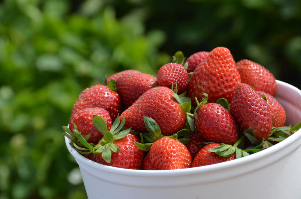 Featured image for “California Pilot Finds New Market for Surplus Strawberries”