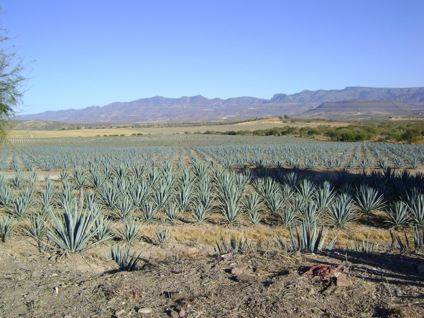 Agave