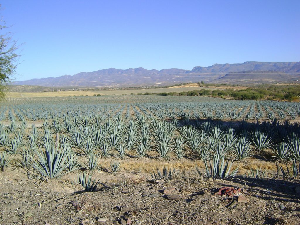 Significant Agricultural Shift by Increasingly Growing Agave - AgNet West