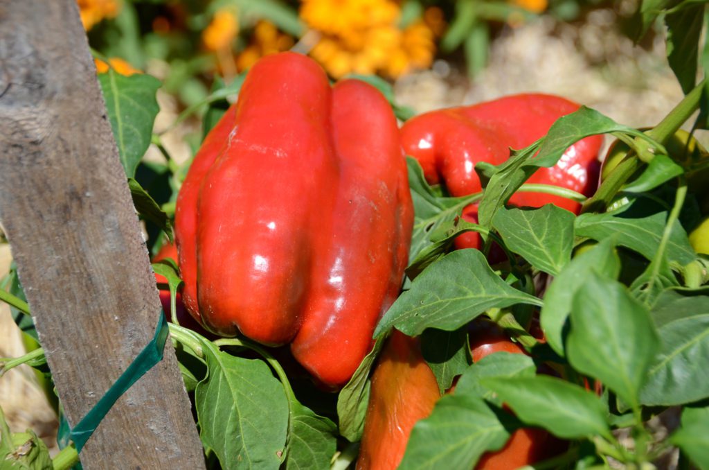 Oceanside Pole Program