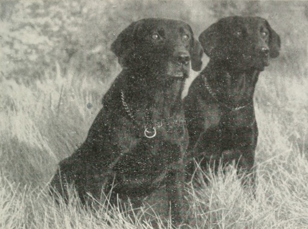 Featured image for “USDA Announces New Animal Welfare Standards for Dogs”