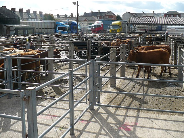 cattle market