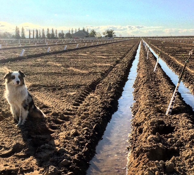 California farmland