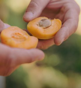 Home Grown Organic Farms