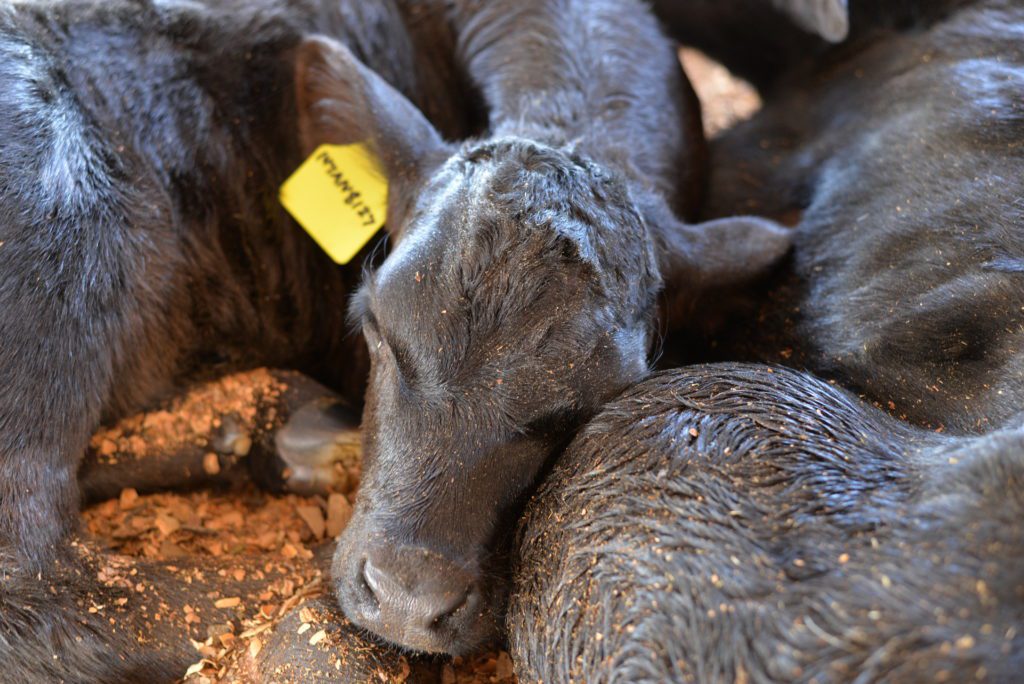 California calf gut health crisis
