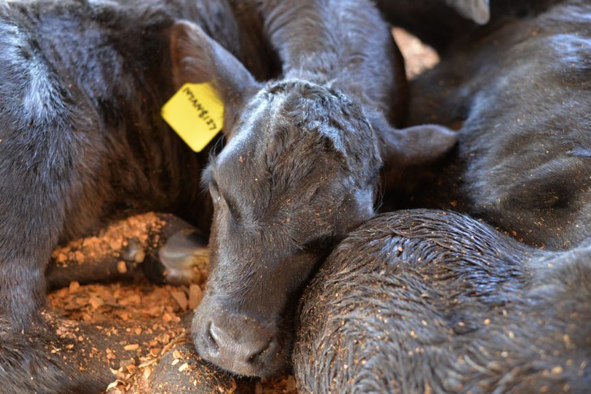 Gut Health for Baby Calves