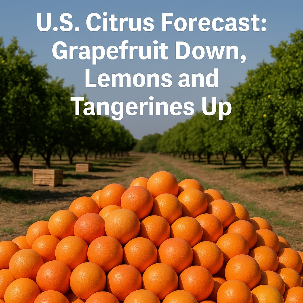 citrus production forecast