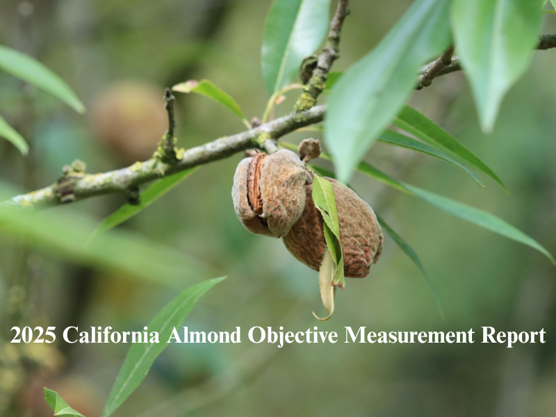 California Almond
