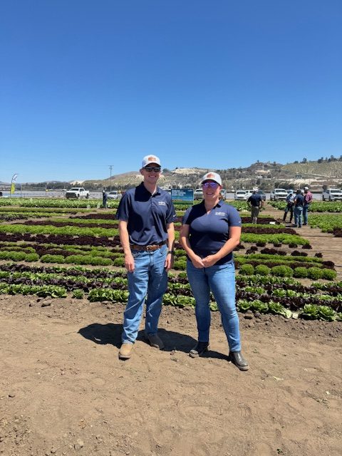 Syngenta Vegetable Seeds