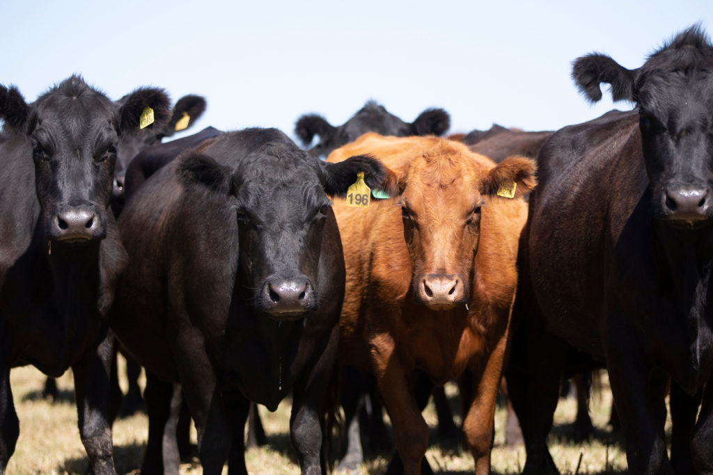 Featured image for “Let’s Talk Livestock Risk Protection For Those Beef On Dairy Animals – Matt Ramsey”