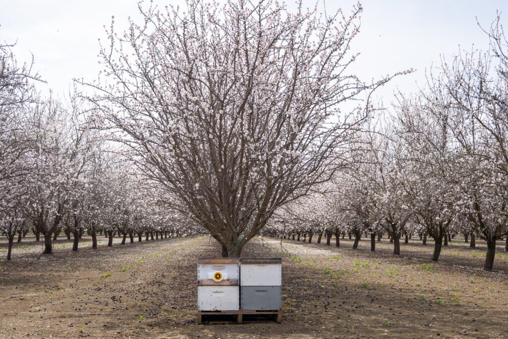 almond