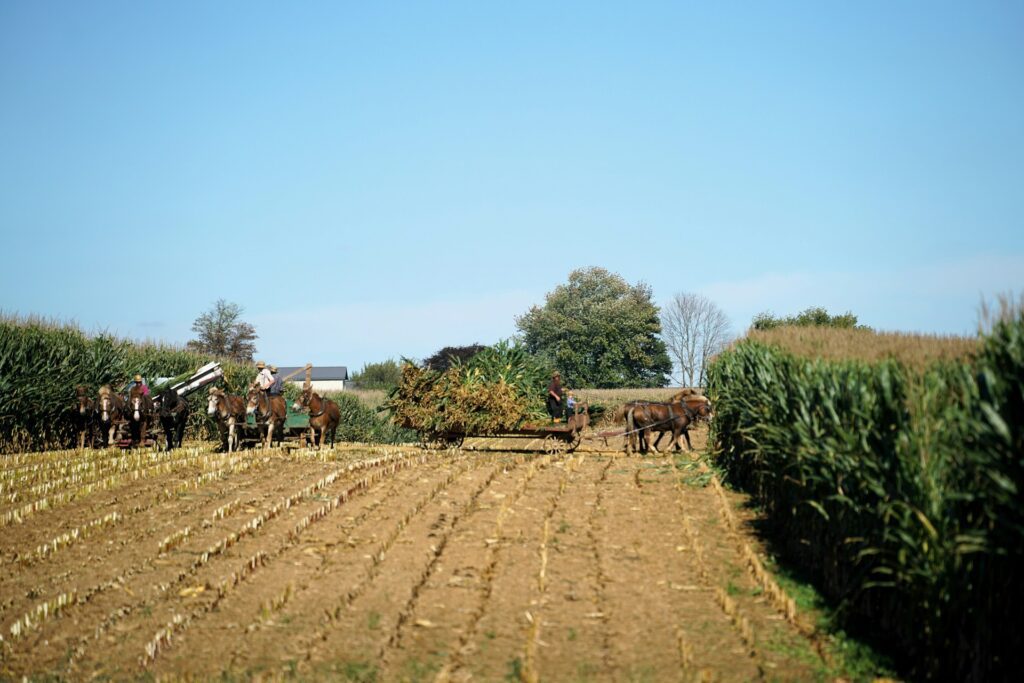 corn farming