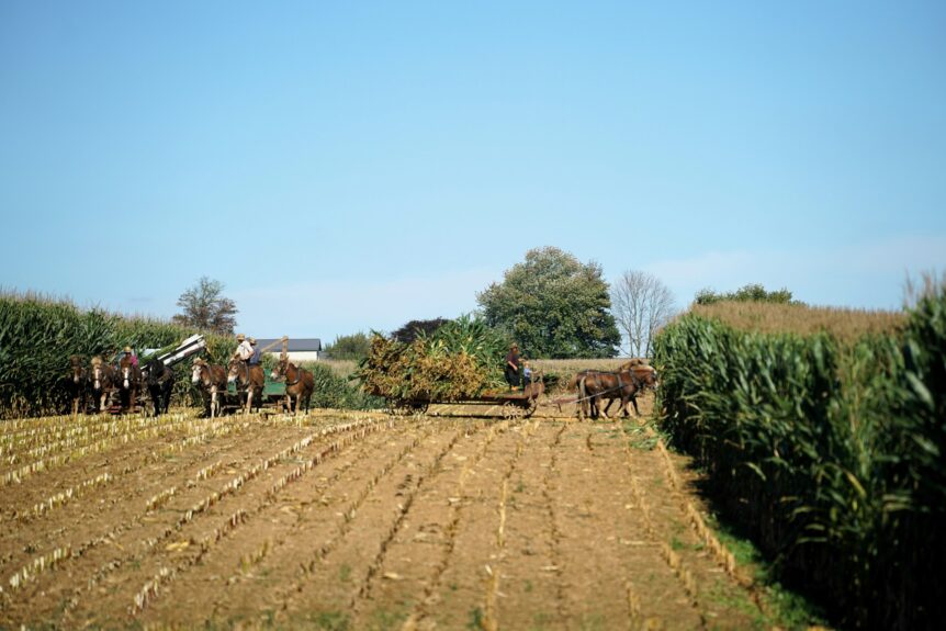 corn farming