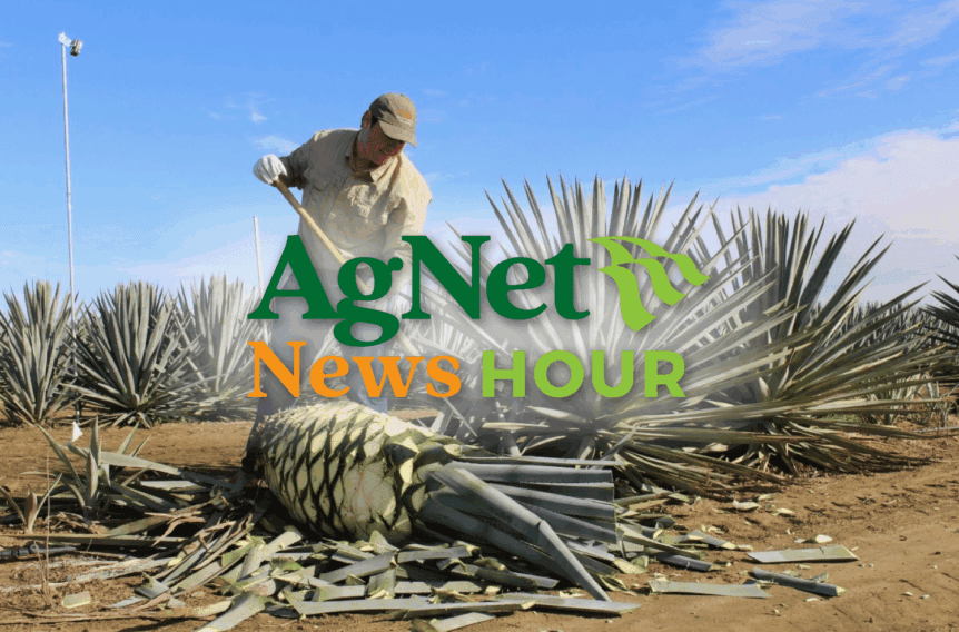 agave