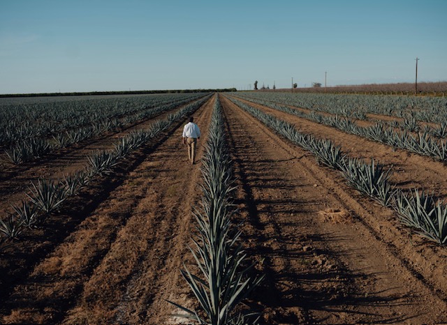 Woolf Farming