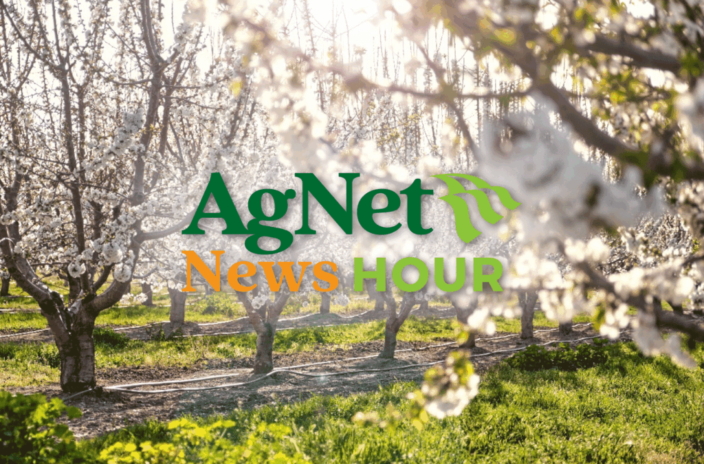 California Cherry Crop Rebounds in 2026 as Growers Navigate Weather and Market Pressures