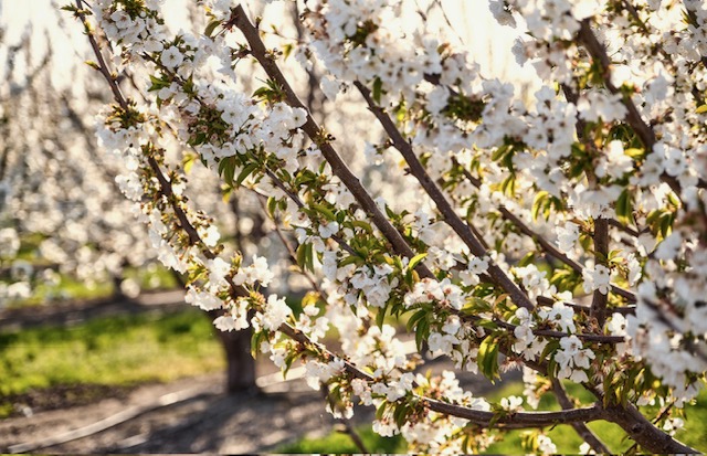 California Cherry