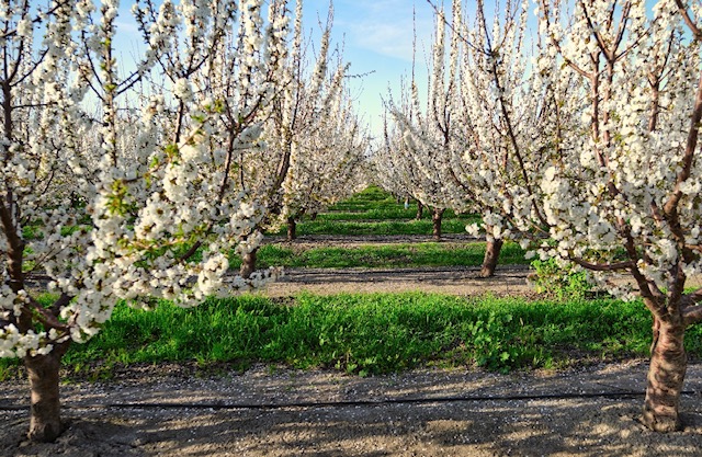 California Cherry