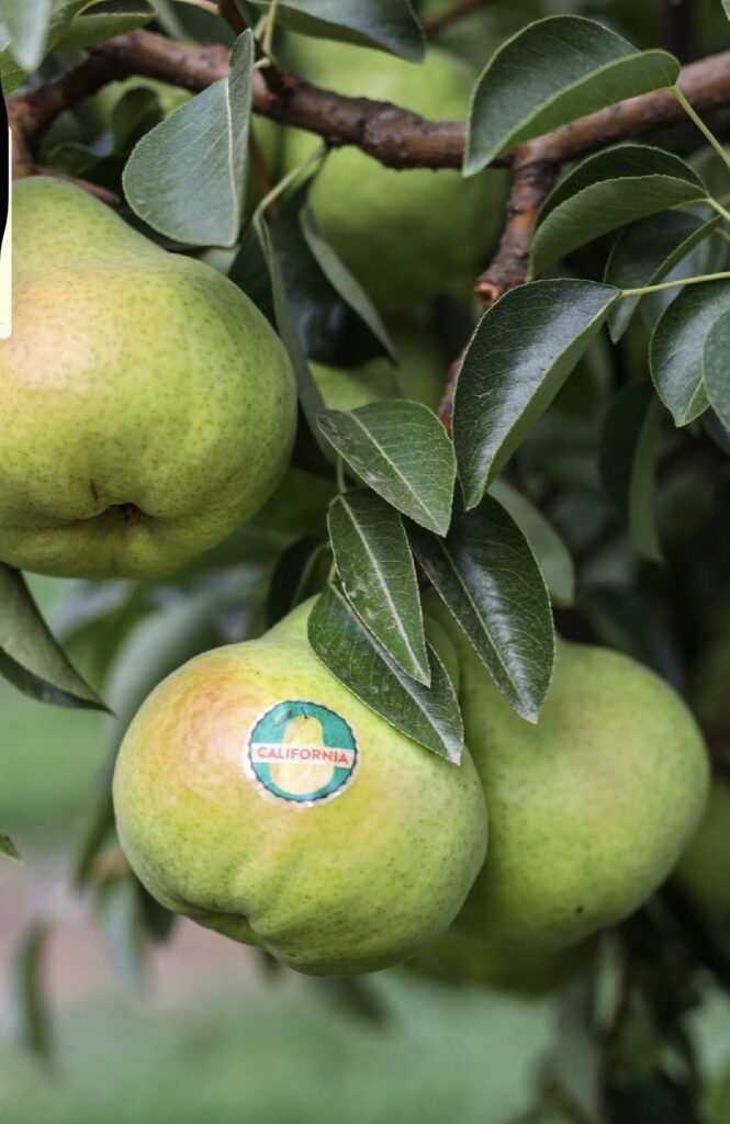 California pear growers