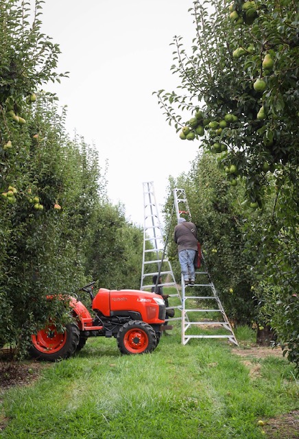 California pear growers