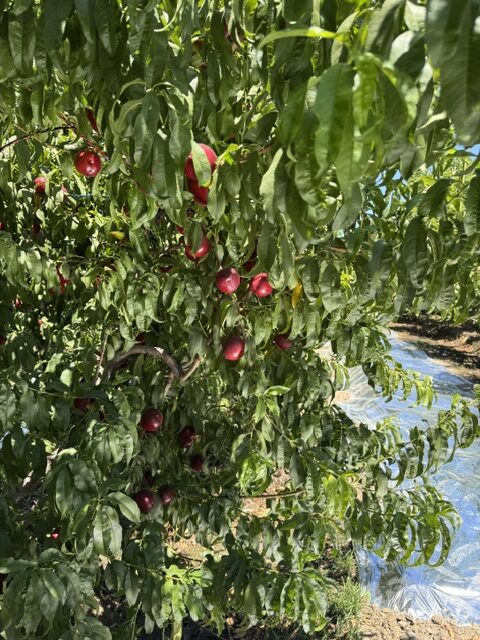 Family Tree Farms