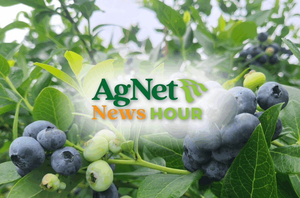 blueberry industry